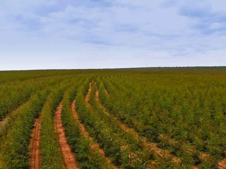 Asperbras a un projet intégré à Mato Grosso do Sul