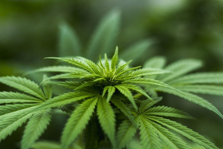Economistas alertam sobre nova bolha da maconha