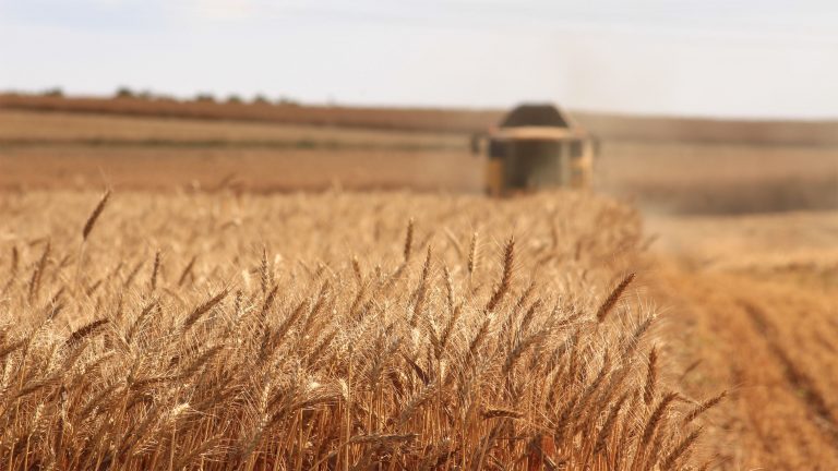 Preço do pão pode subir com o aquecimento global