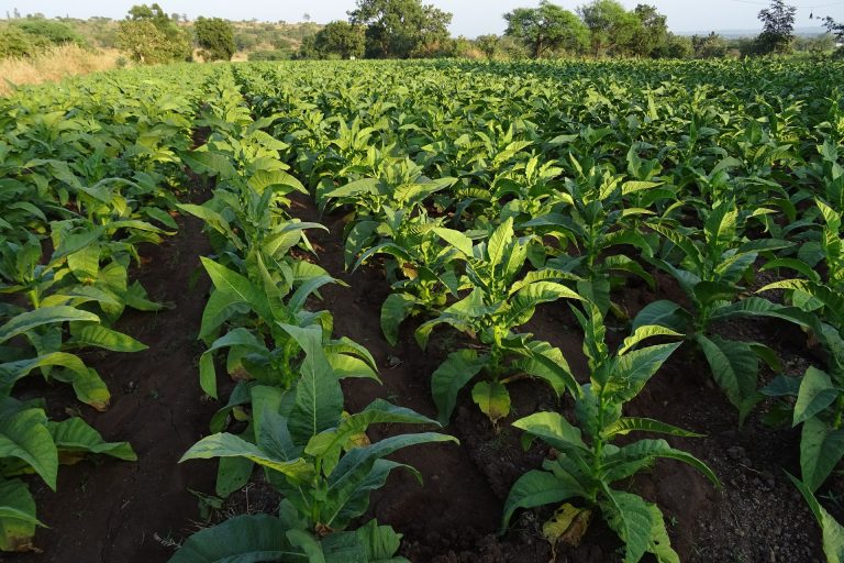 Confiança do Agronegócio é positiva no 1º trimestre de 2019