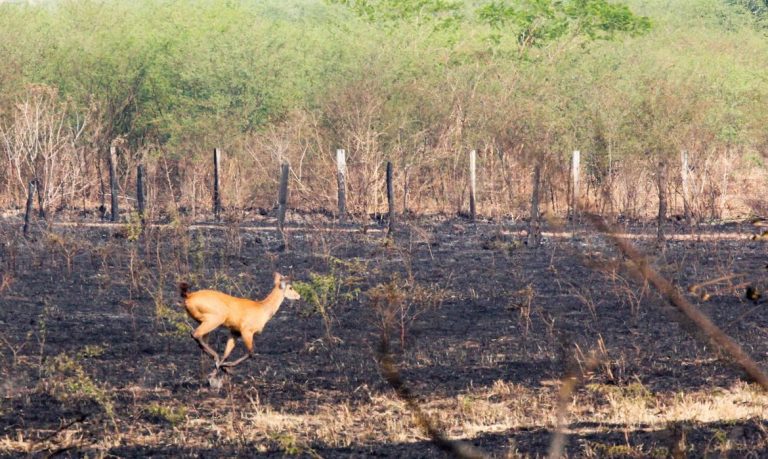 Incêndios no Pantanal entre Miranda e Corumbá BR 262 e MS 184