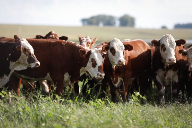 Solução de controle biológico combate 100% das infestações de carrapatos em criações de produtores de Angus no RS