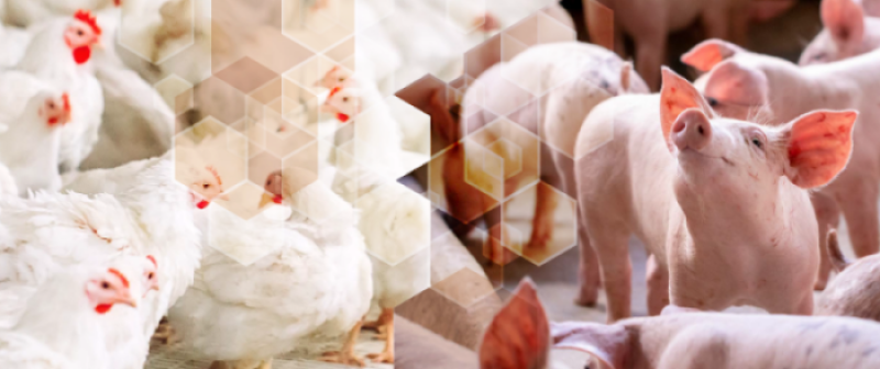 Elanco: Webinar internacional debate resistência antimicrobiana em aves e suínos