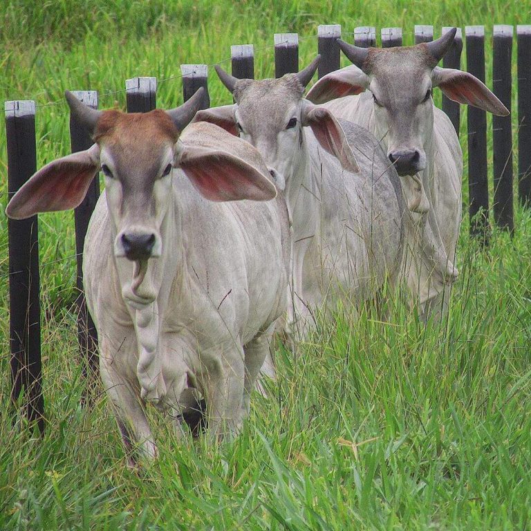 Propriedade rural que aplica cuidados no uso da ureia evita a intoxicação gado