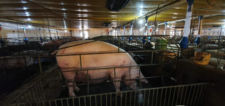 Granja de suínos registra 92,9% menos mortes dos animais com uso do ozônio