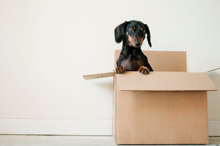 Mercado para pets está em ascensão no país; Produtos trazem benefícios para os animais de estimação