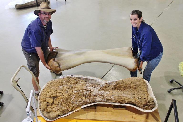Dr. Scott Hocknull and Robyn Mackenzie pose with a 3D reconstruction and the humerus bone of "Cooper," a new species of dinosaur discovered in Queensland and recognised as the largest ever found in Australia, in this undated handout image made available to Reuters on June 8, 2021 in Eromanga, Australia. Eromanga Natural History Museum/Handout via REUTERS