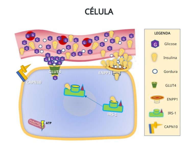 Pesquisa israelense revela a genética do diabetes