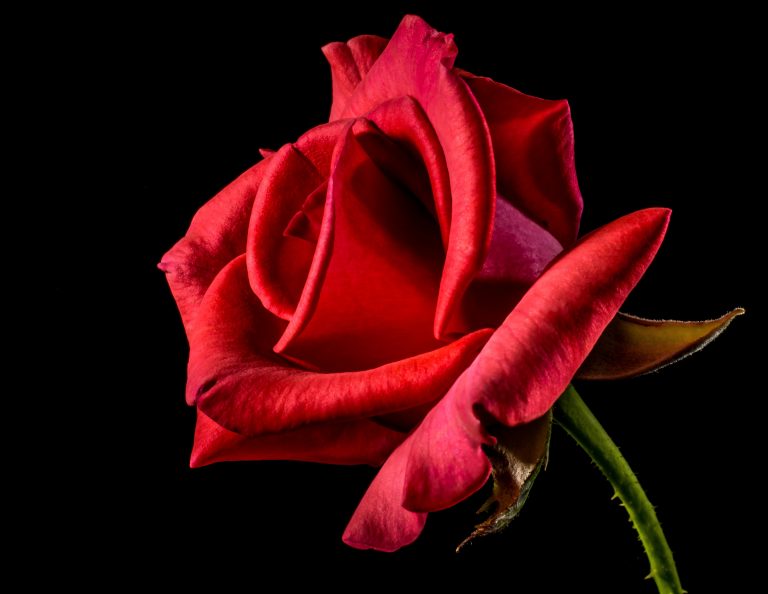 Quais são os cuidados específicos a se ter com as rosas?