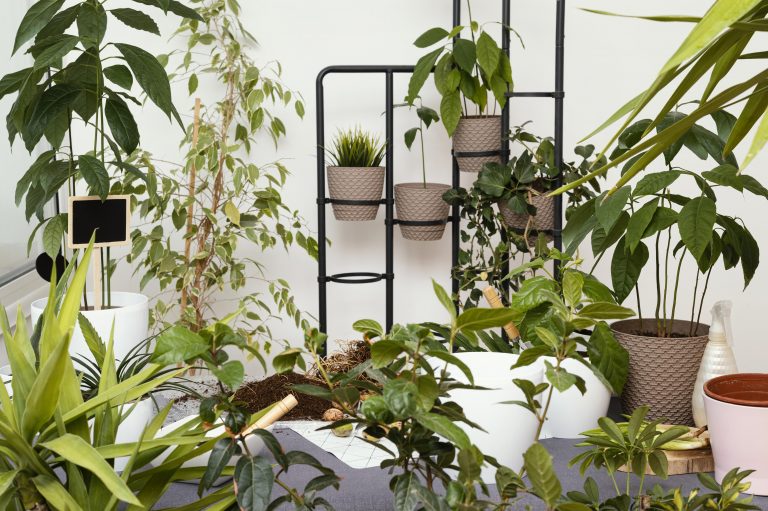 Plantas ganham ainda mais espaço na casa com a pandemia