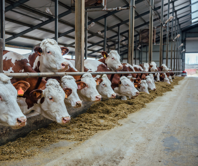 Valor da Produção Agropecuária pode chegar a um trilhão no ano