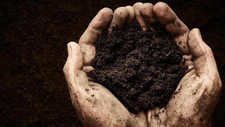 Bayer lança minissérie sobre o potencial do carbono na agricultura brasileira