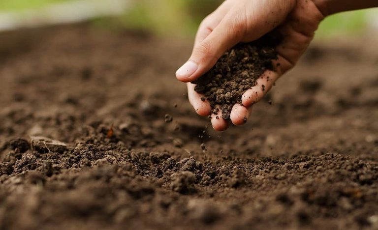 Análise de solo: a importância de fazer antes de plantar