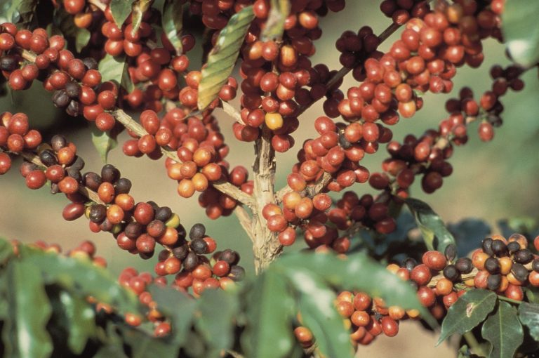 Tecnologia auxilia o produtor no controle das principais pragas do café e hortifrúti