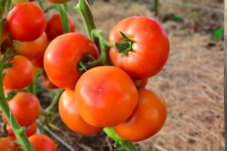 Bayer traz novo conceito em hortifrúti com lançamento de plataforma da marca “Vegetables by Bayer”
