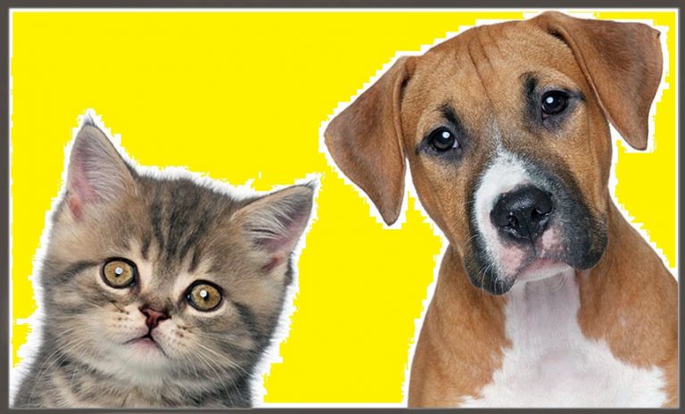 Mercado pet  apresentou um crescimento expressivo durante a pandemia