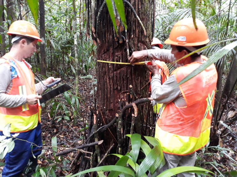 Produção sustentável, comunitária e familiar de produtos da floresta amazônica é tema de seminário virtual