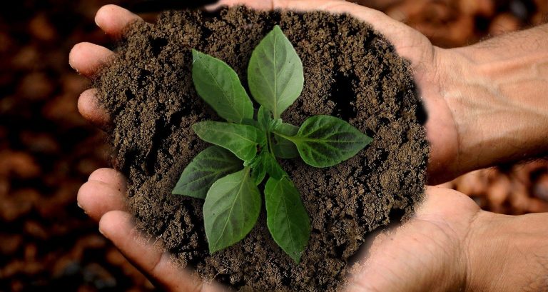 Medidas que empresas e pessoas podem tomar para neutralizar carbono