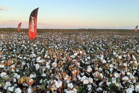 Altas produtividades no algodão passam pelo manejo adequado de pragas e doenças