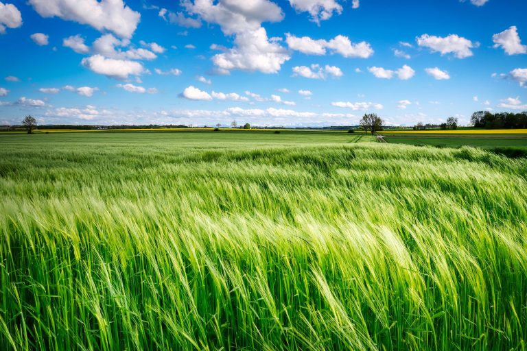 Método utilizado na agropecuária brasileira ajuda a salvar o planeta
