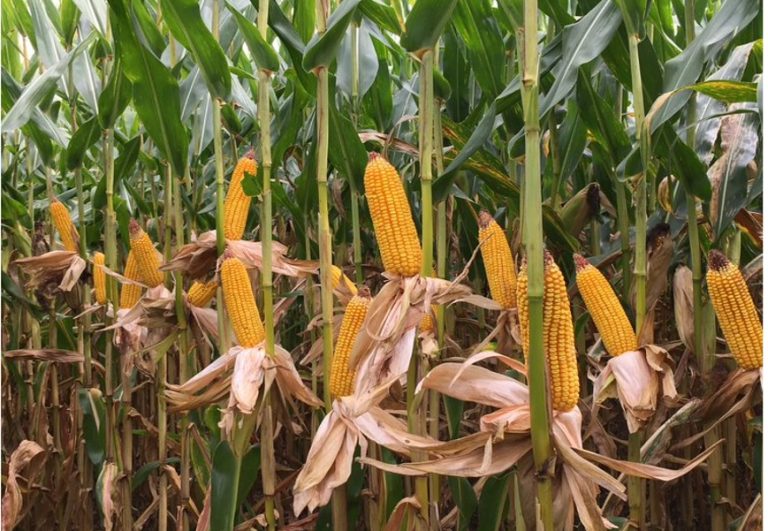 Grão Direto e Bayer lançam selo de práticas sustentáveis para a venda de grãos