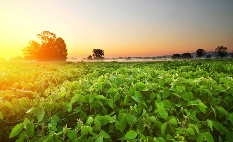 Governo define novas regiões para o cultivo da canola