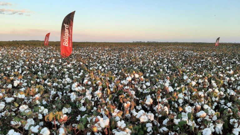 Produção responsável do algodão leva sustentabilidade do campo ao guarda-roupa