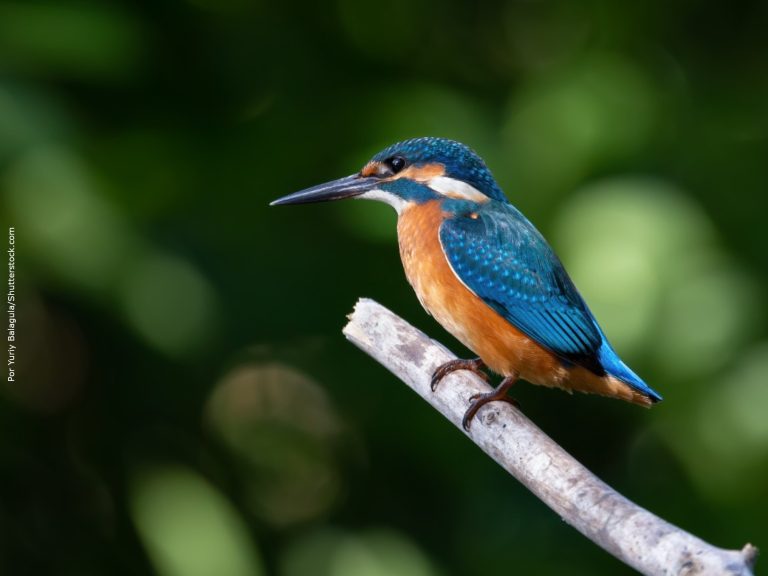 Arie Halpern: biodiversidade precisa de metas para reverter extinção de espécie