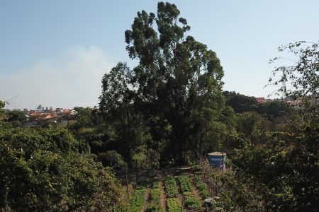 Campinas promulga lei de incentivo à agricultura urbana