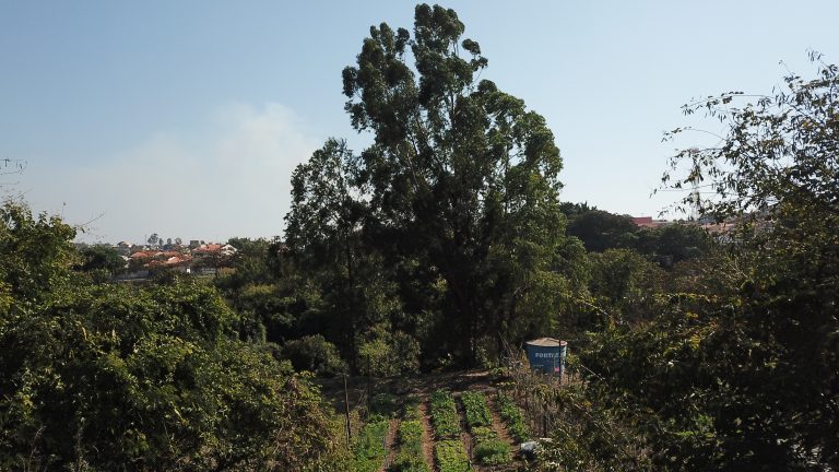 Campinas promulga lei de incentivo à agricultura urbana