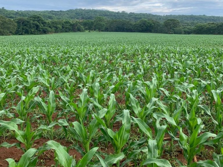 Manejo sustentável é a saída para o produtor rural