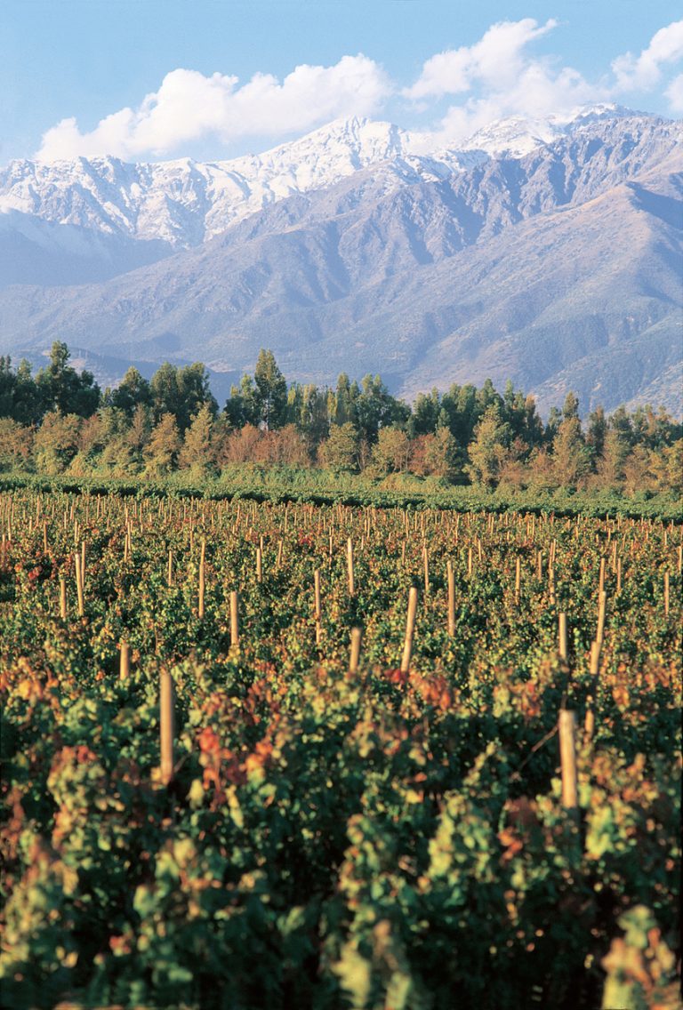 Produtores chilenos apostam em vinhos de alta gama para conquistar brasileiros