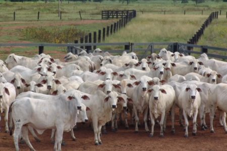 Projeções indicam crescimento na exportação de carne bovina
