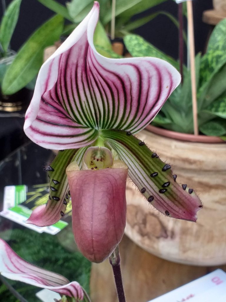 São Paulo terá oficinas gratuitas para cultivadores de orquídeas