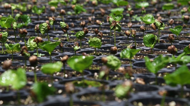Café | Crédito | Agro | Brasil