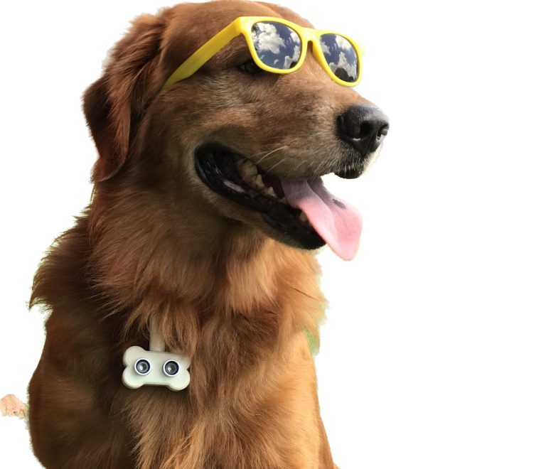 Blindog empresa que ajuda na deficência visual dos cães