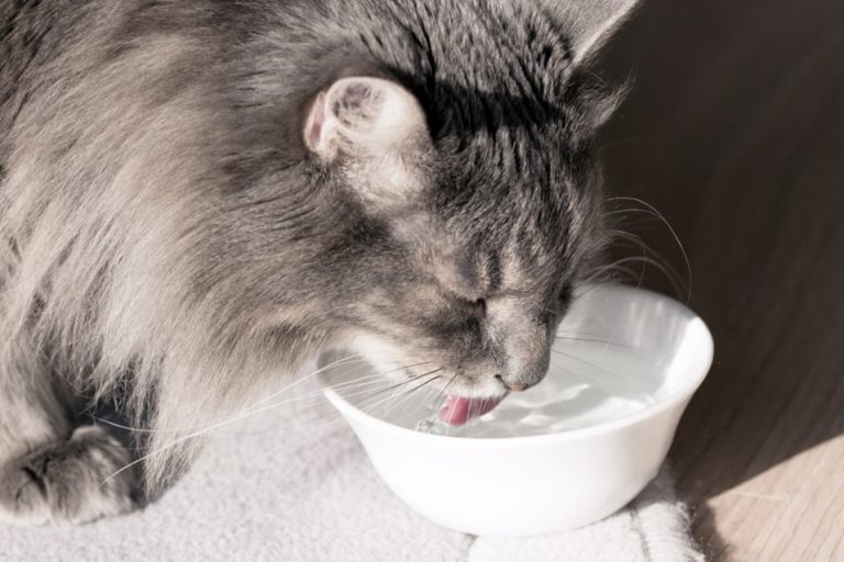Adimax | Fabricantes de alimentos para cães e gatos no Brasil.