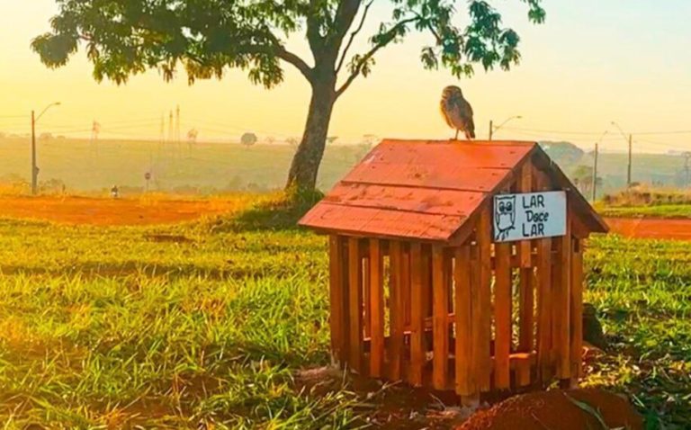 Corujas | Goiânia (GO)