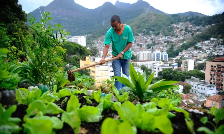 Alimentação, Produção local