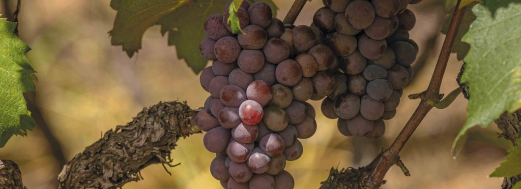 Lançamento do livro "Circuito das Frutas", do fotógrafo Márcio Masulino, em 1º de dezembro, às 15h, na Rota das Bandeiras, em Itatiba (SP).