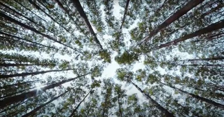Floresta de Eucalipto da Greenplac, marca pertence a holding Colpar Brasil | José Roberto Colnaghi, presiderte do Conselho de Administração
