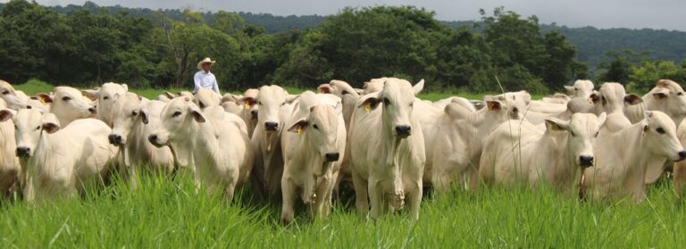 Pecuária brasileira aposta em produtividade e transparências