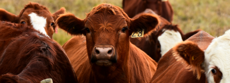 Mato Grosso fornece 13% da carne bovina consumida no Brasil